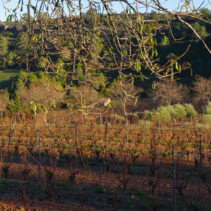 DOMAINE MAS CHAMPART